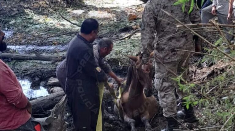 Emotivo rescate entre la policía y vecinos de un caballo en un arroyo patagónico