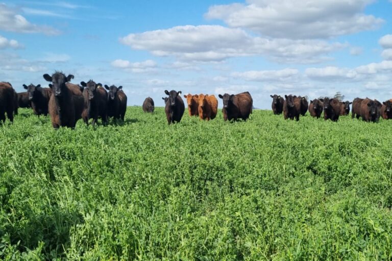 Agricultura y ganadería: una vuelta a la integración con muchos secretos por revelar