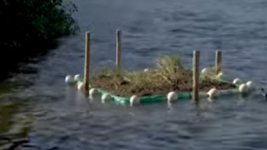 Brasil: buscan convertir a la Laguna Rodrigo de Freitas en un gran santuario de aves