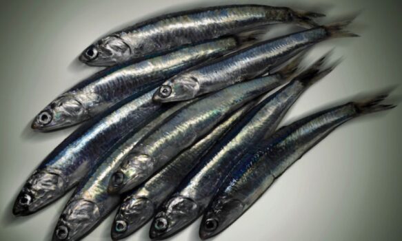 En Puerto Rawson no comenzó la temporada de anchoíta