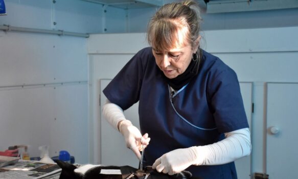 El quirófano móvil acercó castraciones gratuitas al barrio Primera Junta