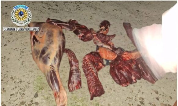 Interceptaron a un hombre que trasladaba carne de un potrillo en condiciones ilegales