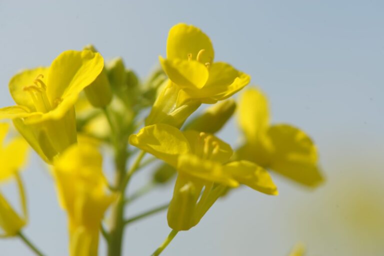 Auge: ya se siembran 70.000 hectáreas con tres cultivos que revolucionarán la energía