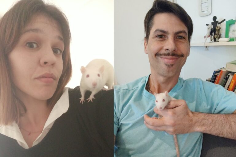 Adoptaron tres ratas rescatadas de laboratorios y cuentan cómo es vivir con ellas: Son seres sociales