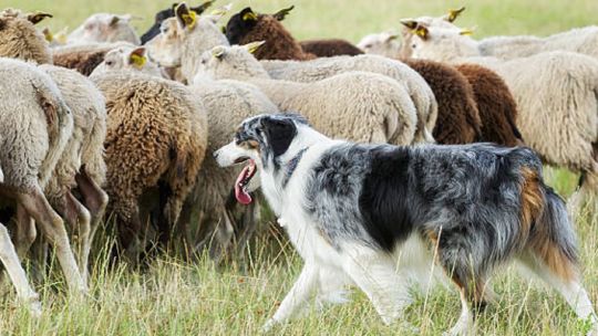 Productores neuquinos reemplazan rifles por perros pastores para proteger a su ganado de los pumas