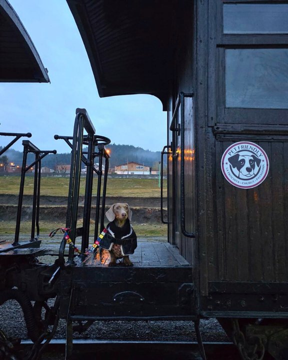 La Trochita ahora es pet friendly: requisitos y tarifas para viajar con tu animal de compañía