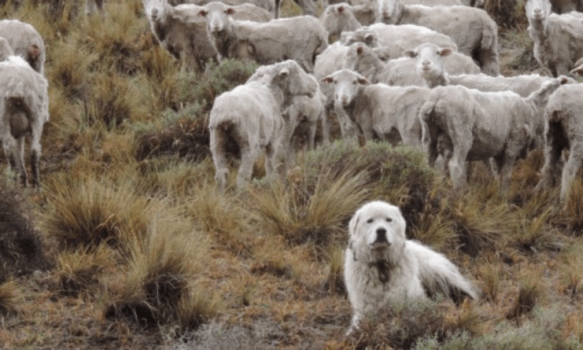 Productores de Chubut recurren a perros protectores para defender el ganado de los depredadores
