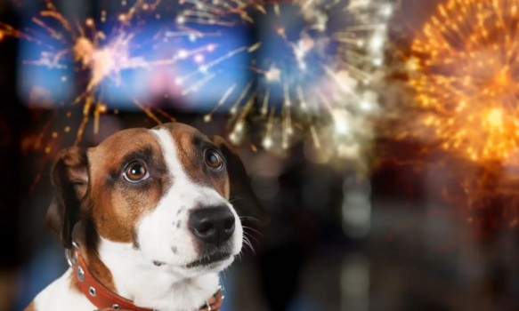 La Fundación Patitas Rawsenses alerta sobre el aumento de perros y gatos extraviados por el uso de pirotecnia