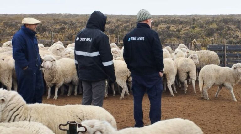 Sarna ovina en Chubut: hay 74 establecimientos afectados y más de 30.000 animales bajo seguimiento