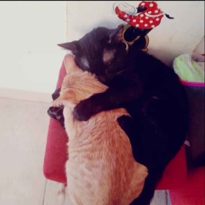 Un bebé de Comodoro extraña a sus gatos: la campaña solidaria para lograr el reencuentro con su familia en Santa Fe