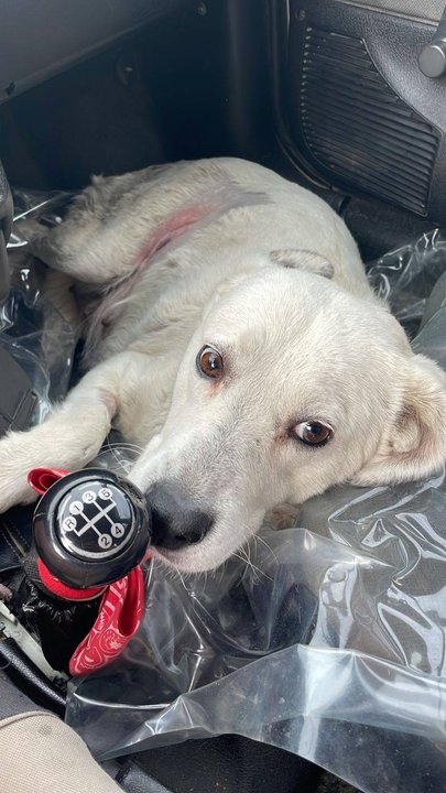 La historia de Perla, la perrita que superó la tragedia y ahora busca una familia para sanar su corazón