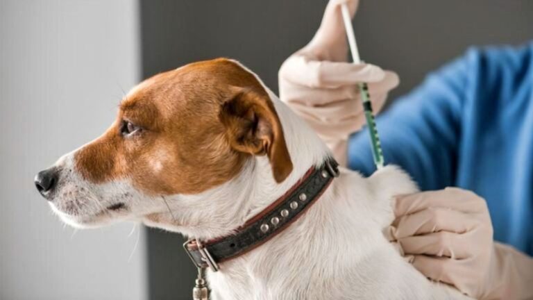 Jornada gratuita de vacunación antirrábica para perros y gatos