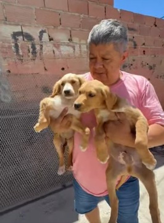La buena noticia del día! Adoptaron a los perritos abandonados en una playa de Comodoro