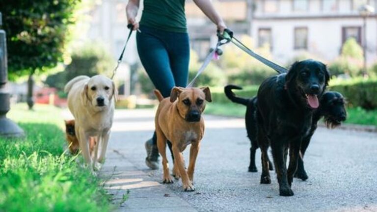 Castigo para los negligentes que no limpian desechos de sus mascotas