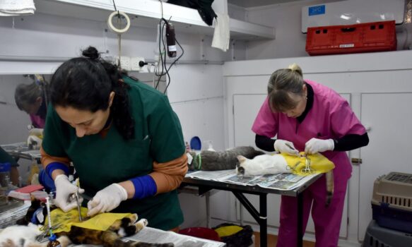 Suspenden castraciones por la restricción de agua en Trelew