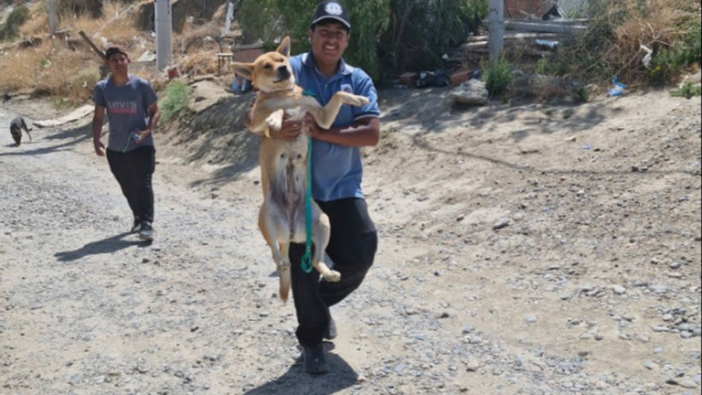 Ya rescataron a 90 perros y 30 gatos