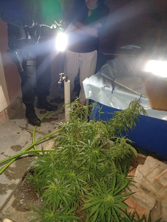 Una mujer de Chubut denunció a su hijo por cultivar plantas de marihuana en el techo de su casa