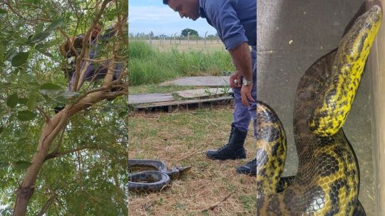 Rescatan una boa curiyú de 2,30 metros en la Torre de Control del Aeropuerto de Resistencia
