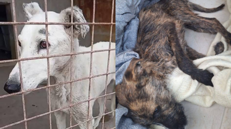 Anuncian las primeras audiencias por maltrato animal en Comodoro y Rada Tilly