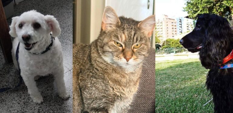 Fotografía de Ignacio Albarracín, abogado y proteccionista argentino, pionero en la defensa de los animales