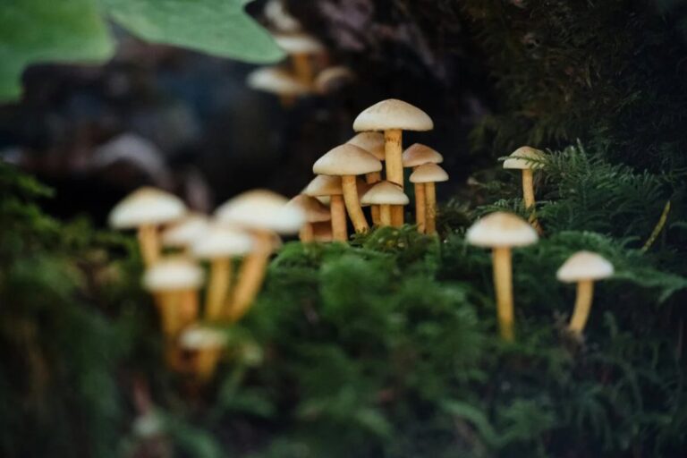 Cartel de la Fiesta del Hongo en Esquel con hongos y paisaje natural