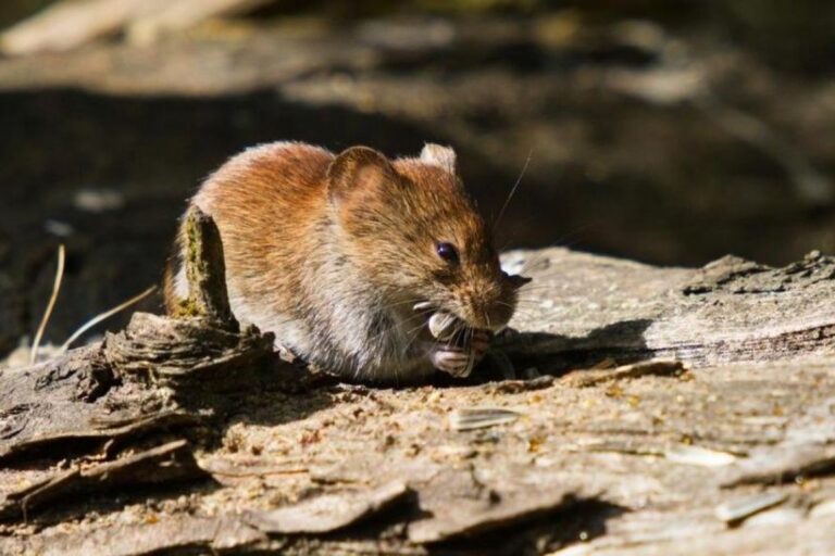 Paisaje de la zona rural de Cerro Centinela, Chubut, donde se registró el caso de hantavirus.