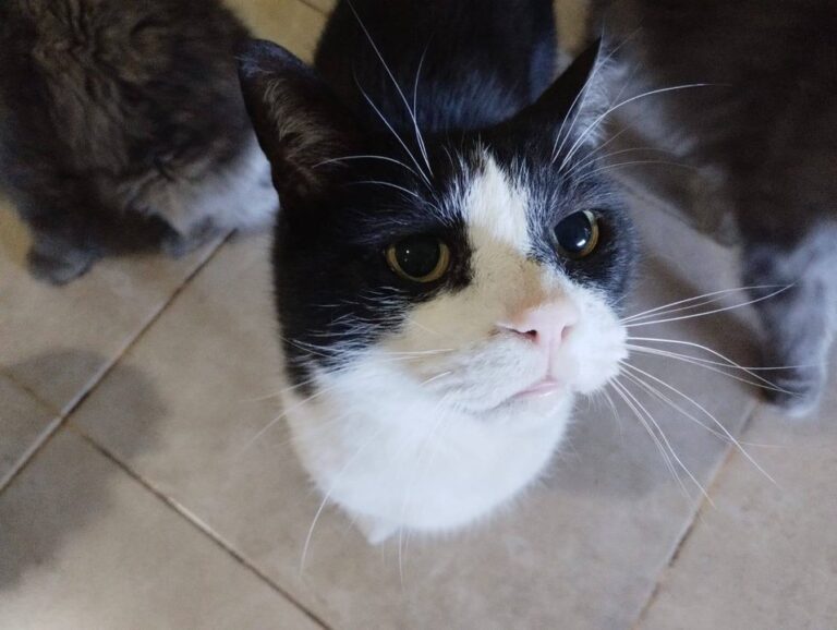 Gatos domésticos en hogar de Comodoro Rivadavia
