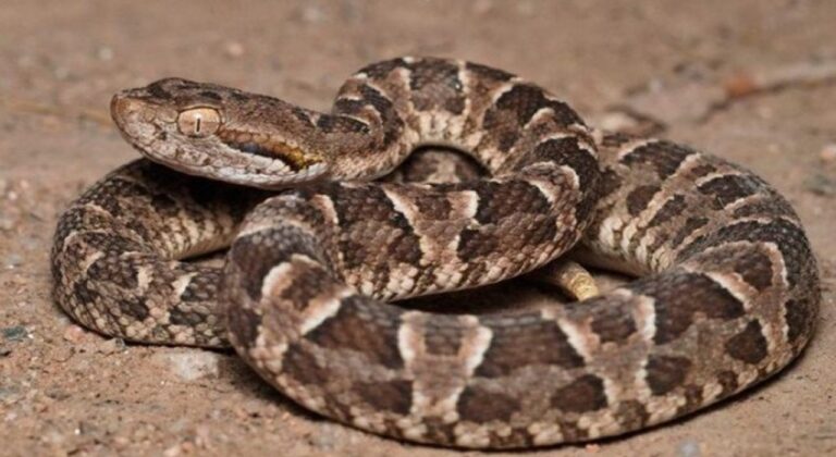 Ilustración de una serpiente yarará chica (Bothrops diporus) en un entorno patagónico.