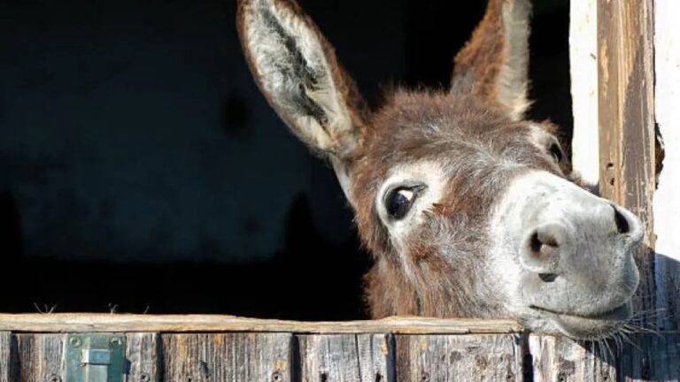Productor rural Julio Cittadini junto a un corte de carne de burro en su emprendimiento en Chubut.