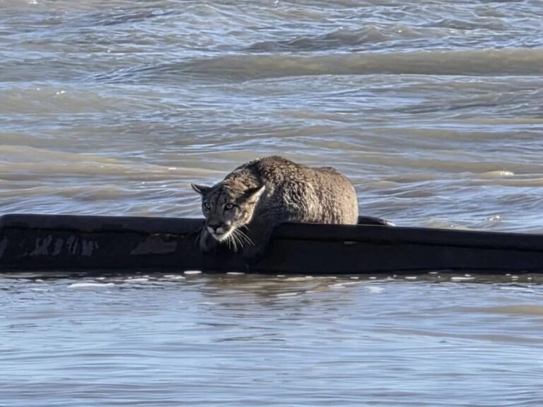 Un puma descansando sobre la estructura oxidada de un naufragio en la costa de Puerto Santa Cruz, Patagonia.