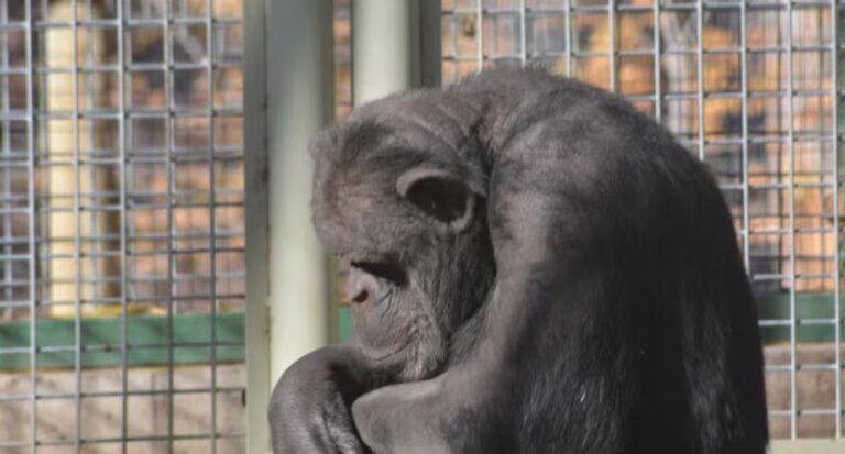 Toti, chimpancé en cautiverio, mirando a la cámara en el zoológico de Bubalcó