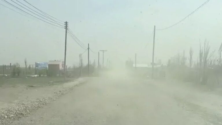 Árbol inclinado por el viento en la estepa patagónica de Chubut