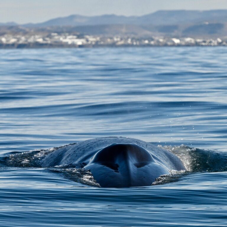 Ballena azul registrada en el agua en Comodoro Rivadavia