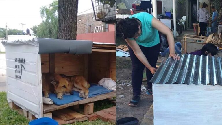 Perro en situación de calle junto a una cucha de madera y nylon