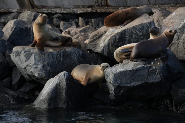 Lobos marinos de un pelo en la escollera del puerto de Comodoro Rivadavia
