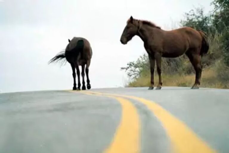 Caballos sueltos en la vía pública de Comodoro Rivadavia