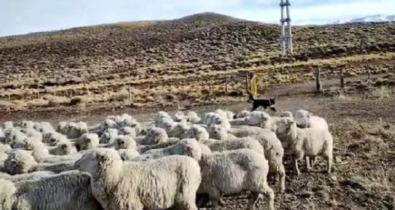 Vehículo decomisado por la Justicia de Puerto Madryn en caso de abigeato