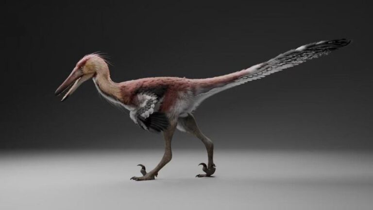 Fósil de Kank australis, el primer dinosaurio raptor descubierto en Santa Cruz