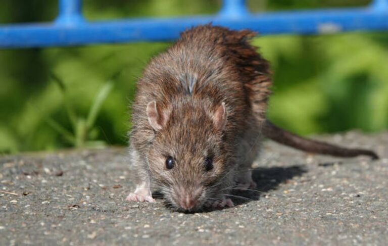 Hospital de Esquel donde se encuentra internado paciente con sospecha de hantavirus