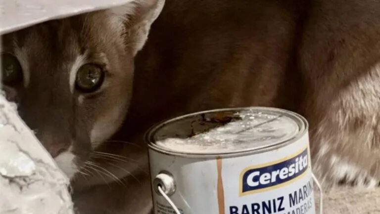 Puma rescatado en una vivienda en Pilcaniyeu, Chubut